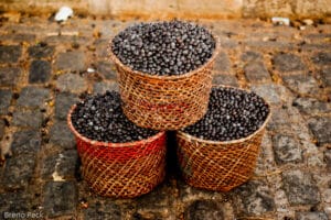 Benefícios do Açaí: Tudo o que Você Precisa Saber